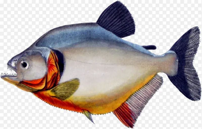 红眼食人鱼 食人鱼 红腹食人鱼