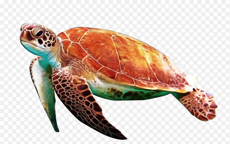 海龟 现代海龟 绿海龟