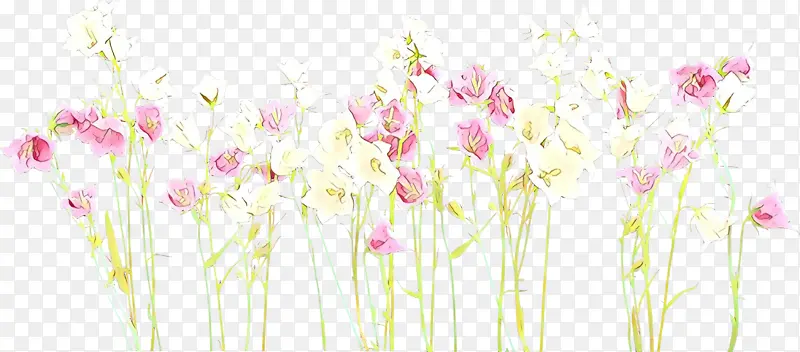 花卉设计 粉色 植物