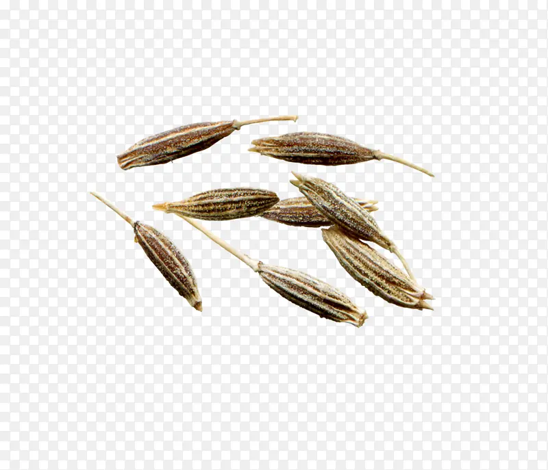 商品 植物 种子PNG图片素材下载_图片编号6825481-PNG素材网