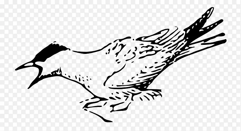 胸骨科 北极燕鸥 鸟类