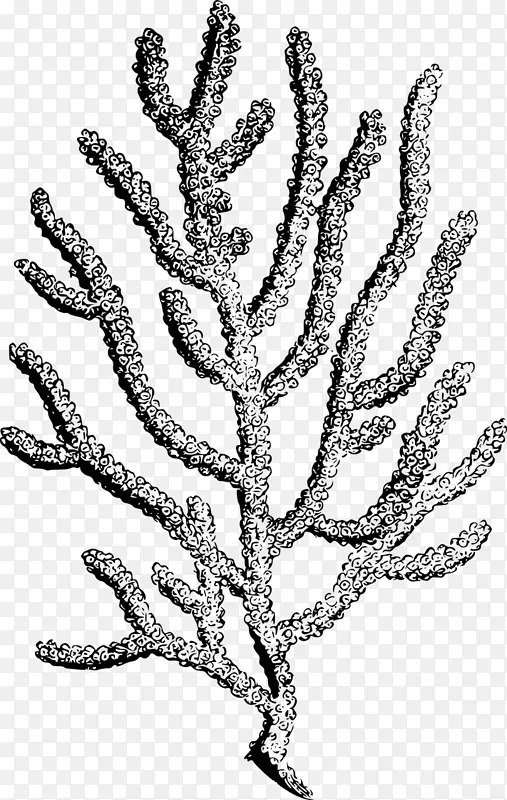 珊瑚 珊瑚礁 黑珊瑚