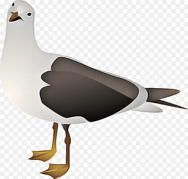 海鸥 欧洲鲱鸥 鸟