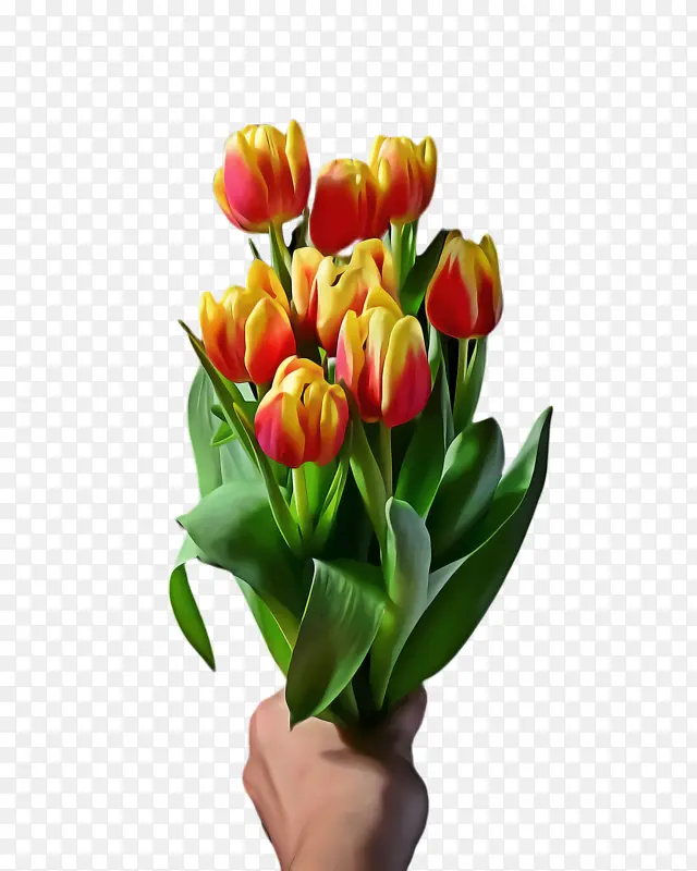 郁金香 花卉 植物