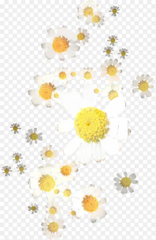 菊花 花卉设计 黄色