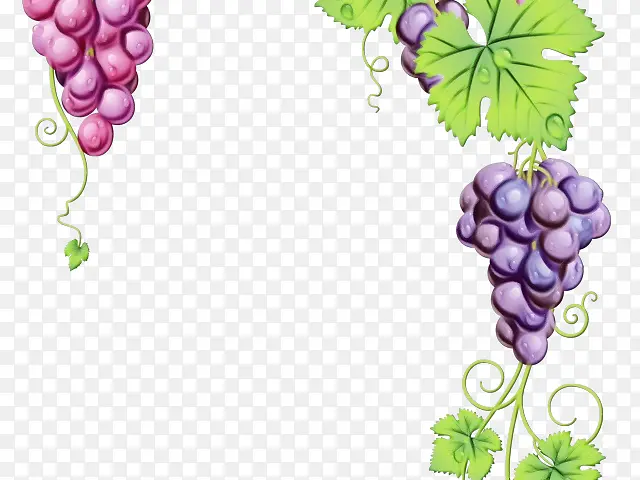 葡萄 葡萄籽提取物 食品