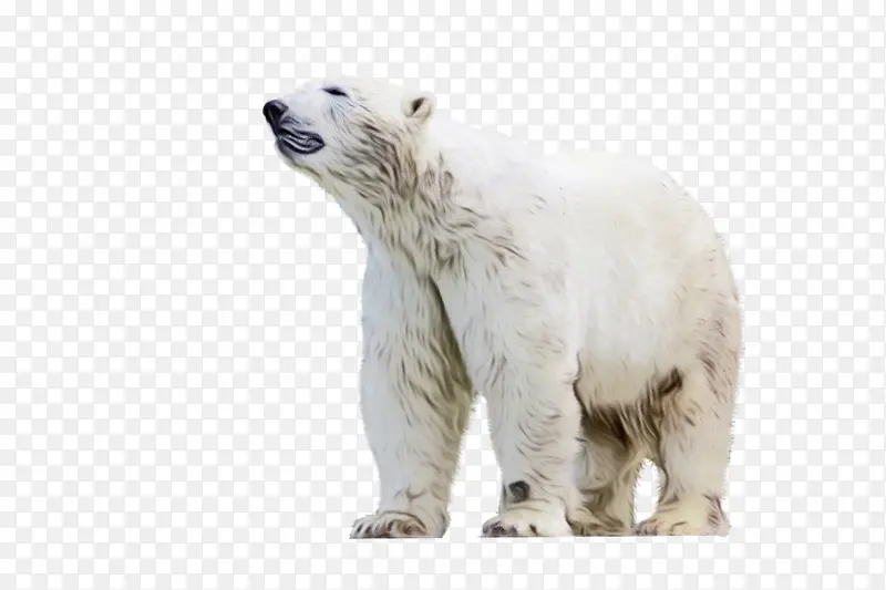 北极熊 熊 鼻子
