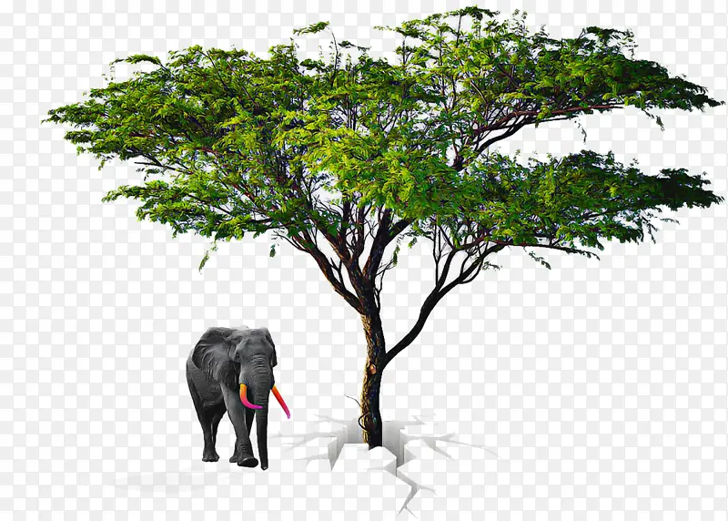 印度象 非洲象 大象