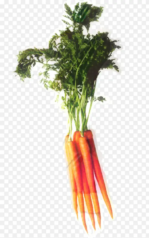 胡萝卜 食品 蔬菜