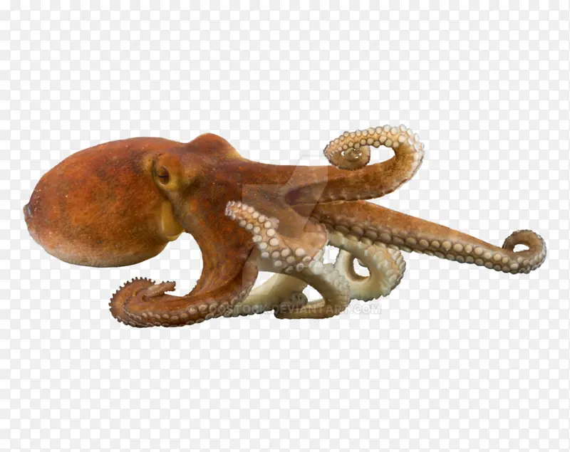 章鱼 巨大的太平洋章鱼 小雕像