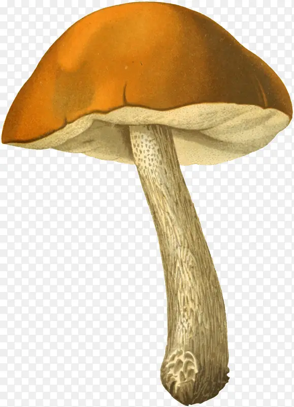 蘑菇 食用菌 真菌