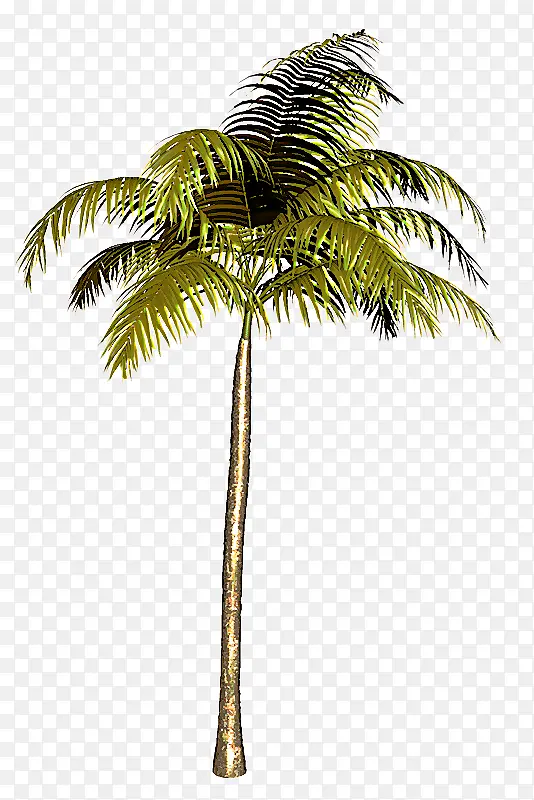 亚洲棕榈 巴巴苏 棕榈树