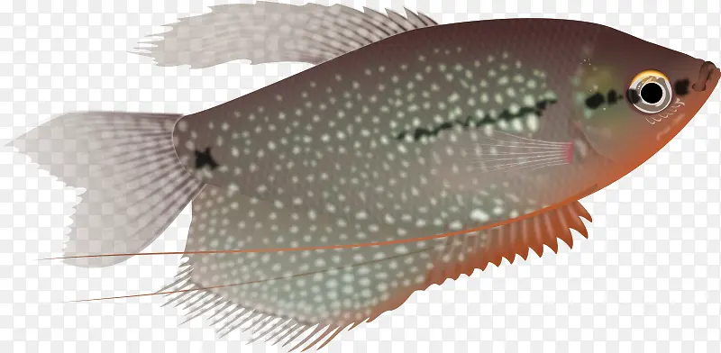 珍珠美食鱼 三点美食鱼 巨美食鱼