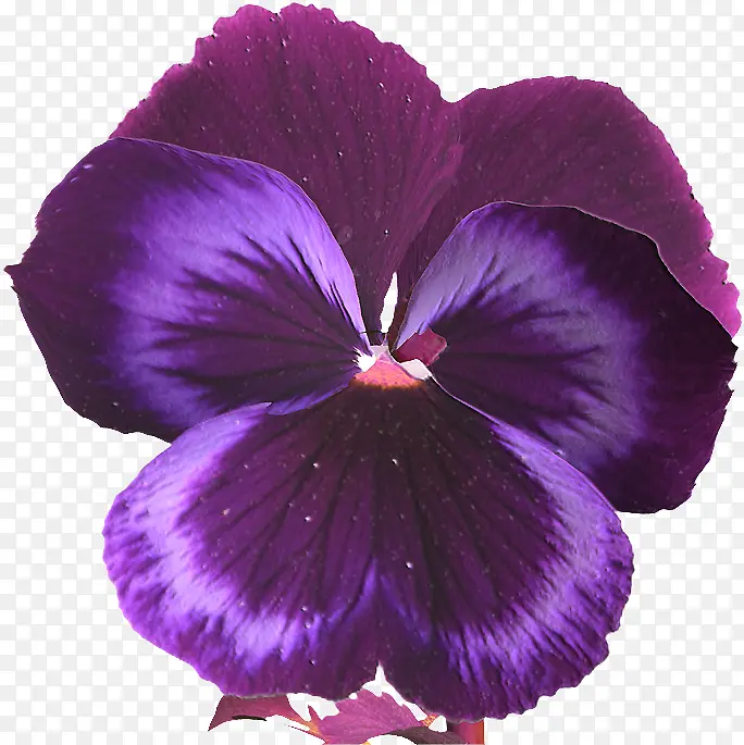 三色堇 花 紫罗兰