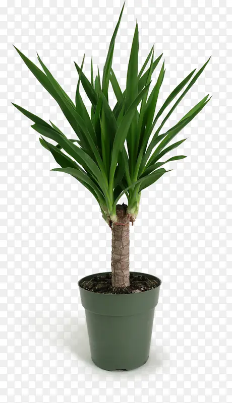 室内植物 丝兰 棕榈树