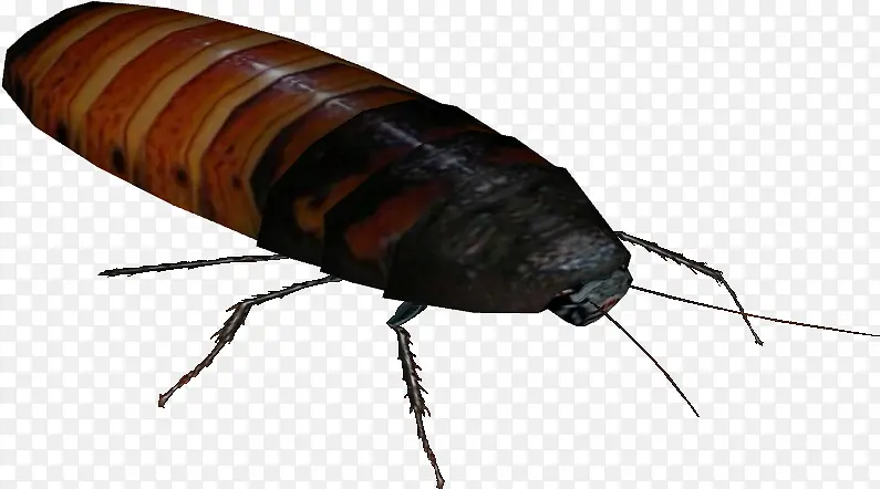 蟑螂 马达加斯加嘶嘶蟑螂 昆虫