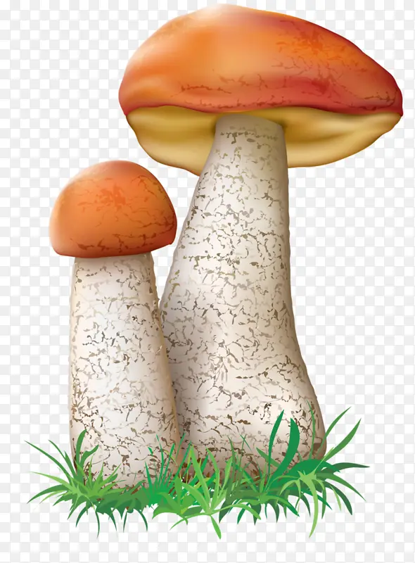 蘑菇 食用菌 真菌