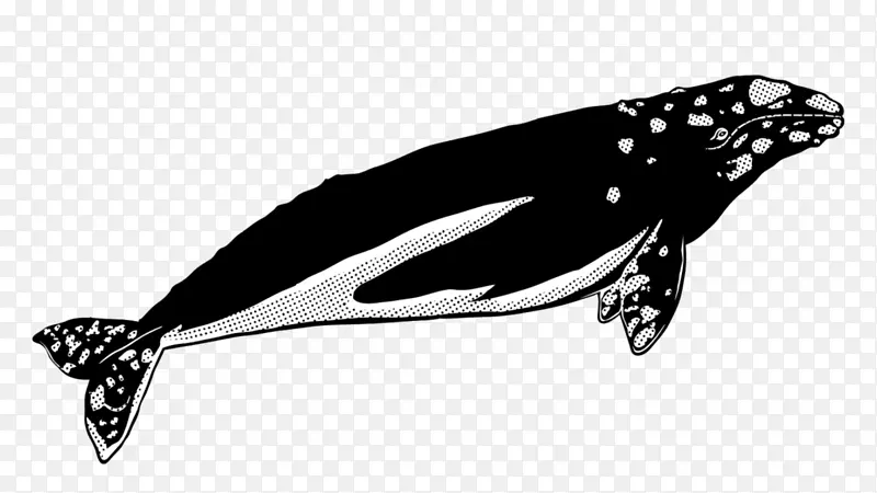 海豚 鲸鱼 灰鲸