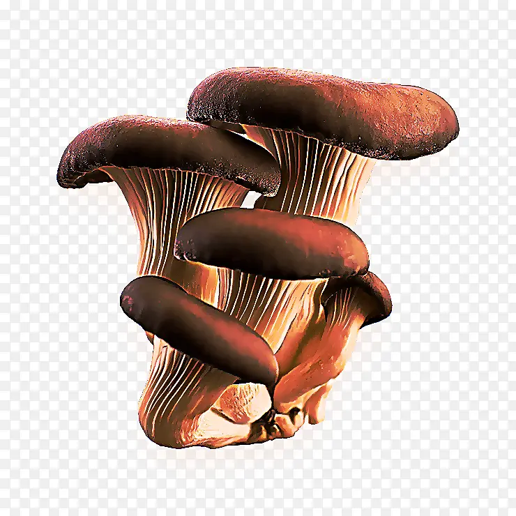食用菌 蘑菇 平菇