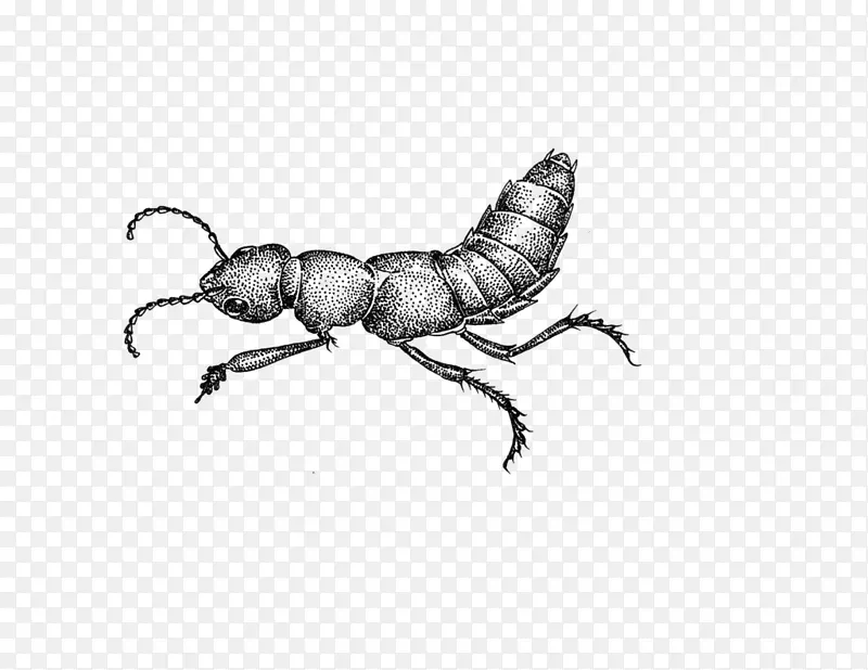 蚂蚁 甲虫 绘画