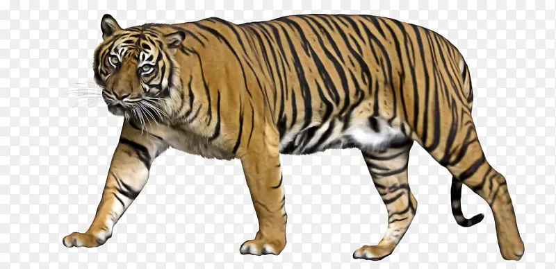 猫科动物 狮虎 狮子