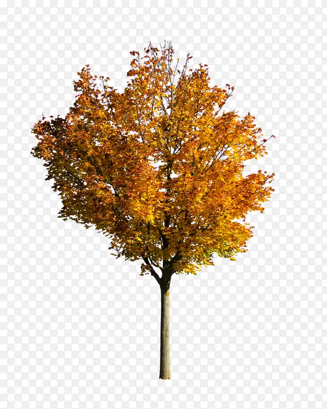 树 秋天 秋天的树