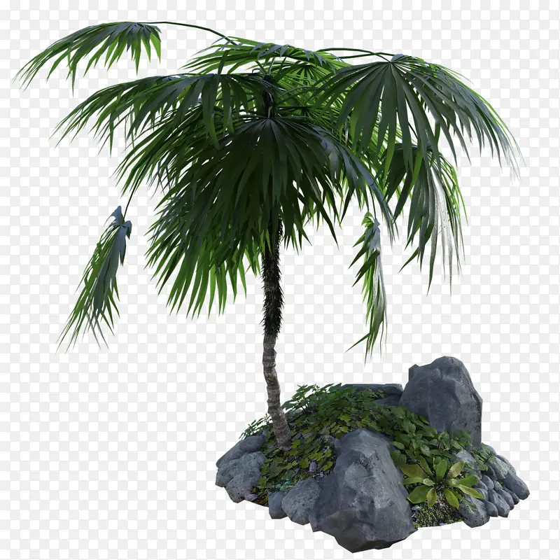 亚洲棕榈 棕榈树 视觉艺术