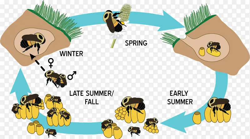 西方蜜蜂 蜜蜂 蜜蜂生命周期