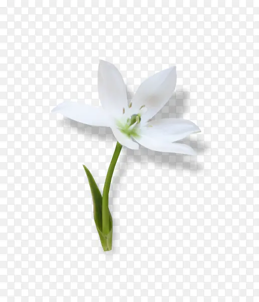 花 白色 花束