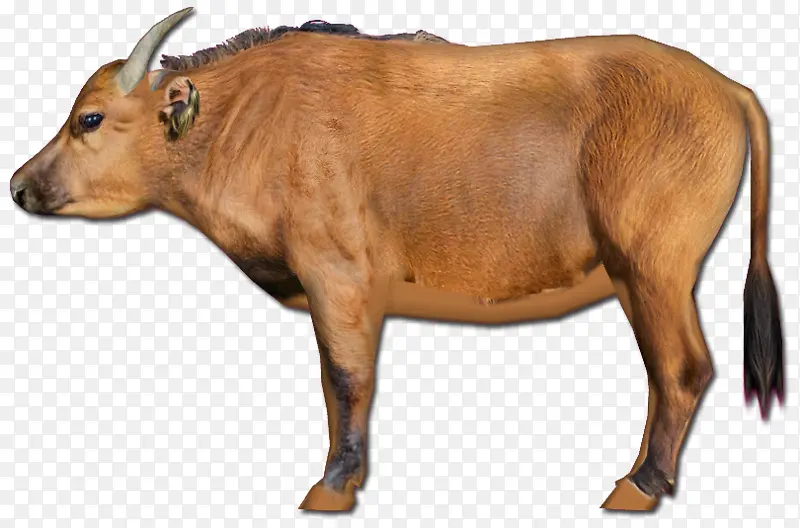 非洲水牛 非洲森林水牛 中国生肖