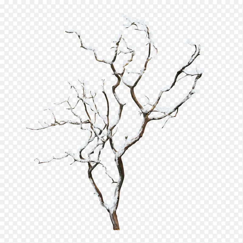 树 树枝 图画