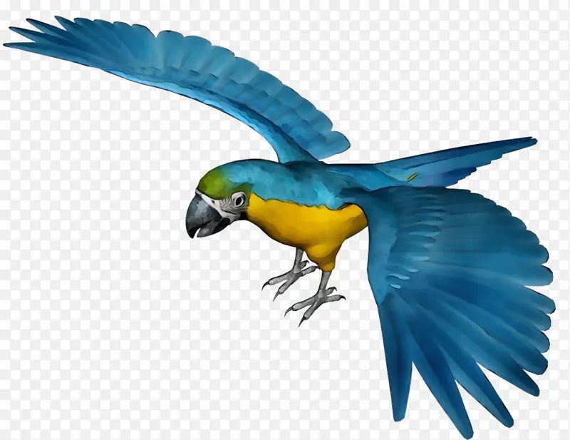 鹦鹉 鸟 新几内亚鹦鹉