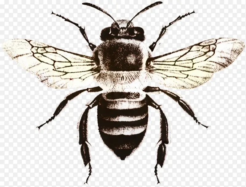 蜜蜂 电脑图标 苍蝇