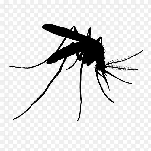 蚊虫控制 媒介 黄热病蚊子
