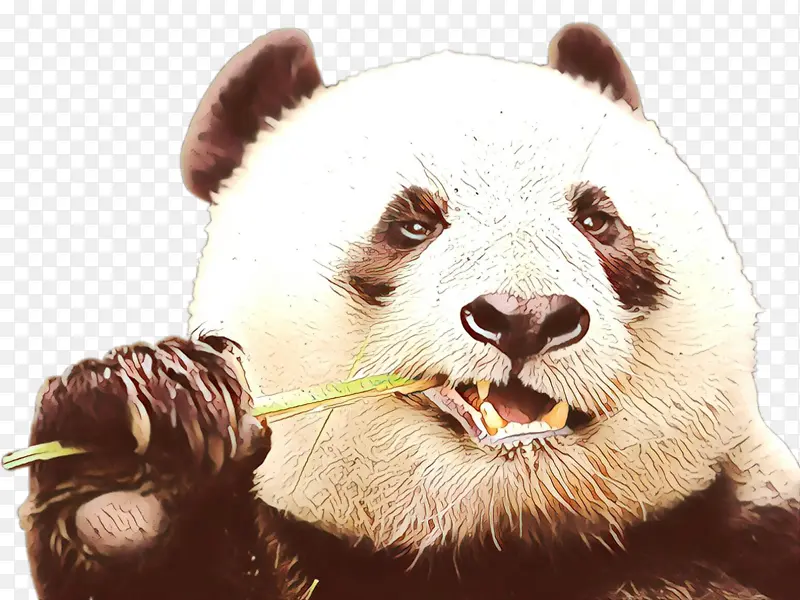 卡通 大熊猫 鼻子