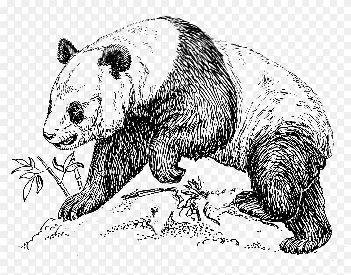 大熊猫 熊 绘画