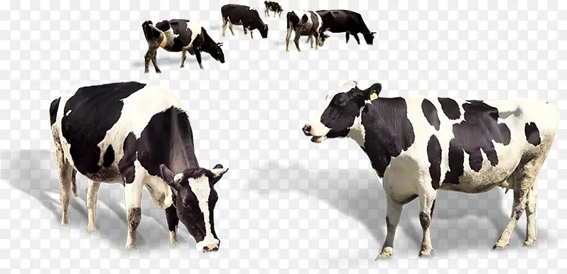荷斯坦弗里西亚牛 小牛 安格斯牛