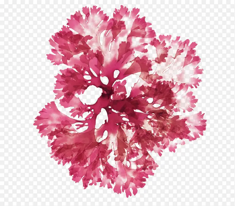 康乃馨 艺术 花卉设计
