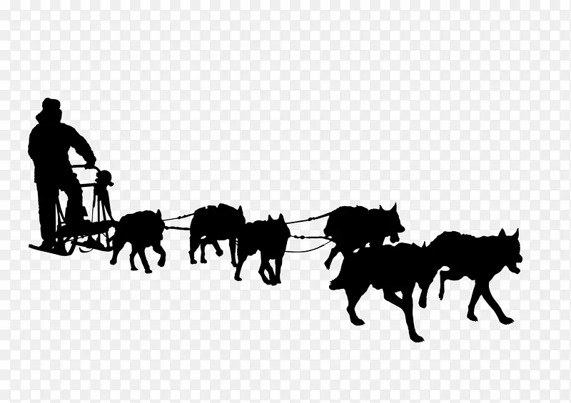西伯利亚爱斯基摩犬阿拉斯加雪橇犬雪橇狗雪橇阿拉斯加雪橇狗爱斯基摩犬阿拉斯加爱斯基摩犬骑自行车狗哺乳类马鬃毛驮畜车辆牧群马具剪影野马摄影野生动物黑白风格家畜