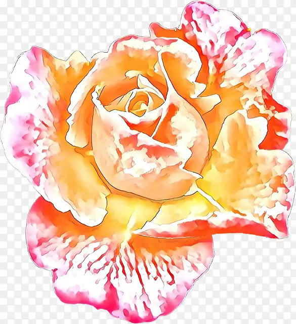 卡通 康乃馨 花园玫瑰