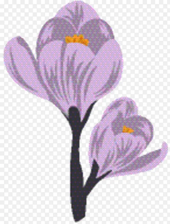 藏红花 紫罗兰 科