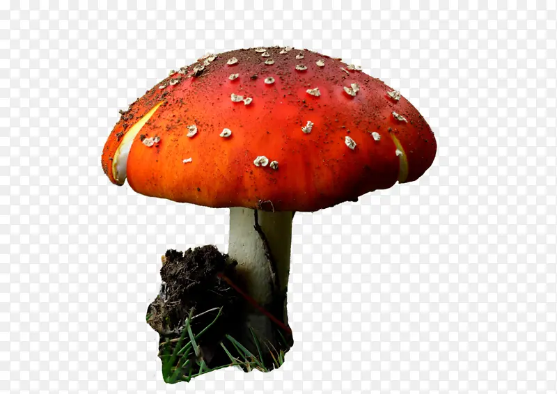 蘑菇 食用菌 木耳