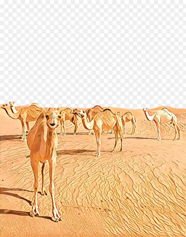 单峰骆驼 生态区 骆驼