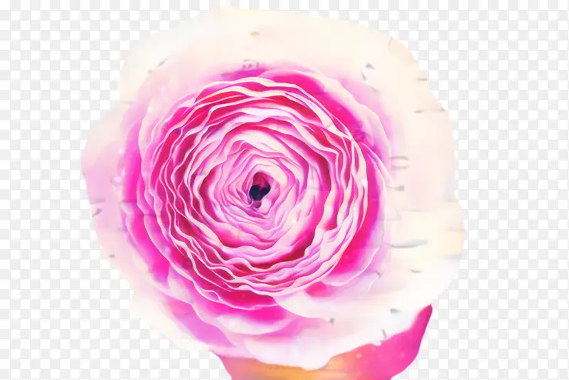 玫瑰 花朵 植物