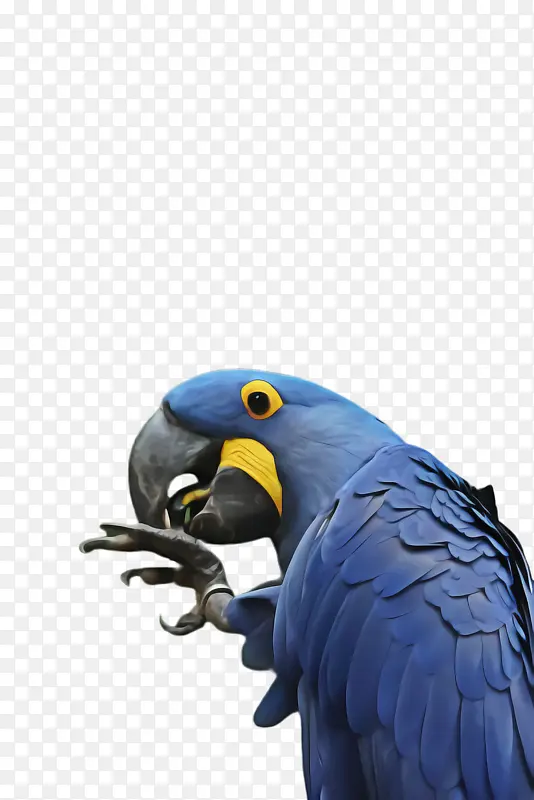 金刚鹦鹉喙钴蓝蓝色羽毛动物群钴鸟生物翅膀