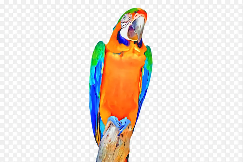 金刚鹦鹉 鹦鹉 喙