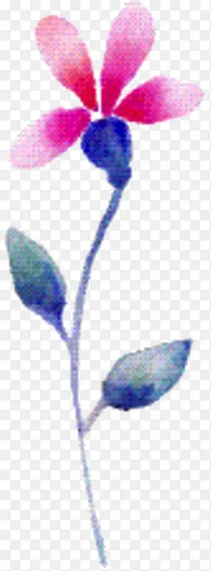 紫罗兰 科 堇菜科