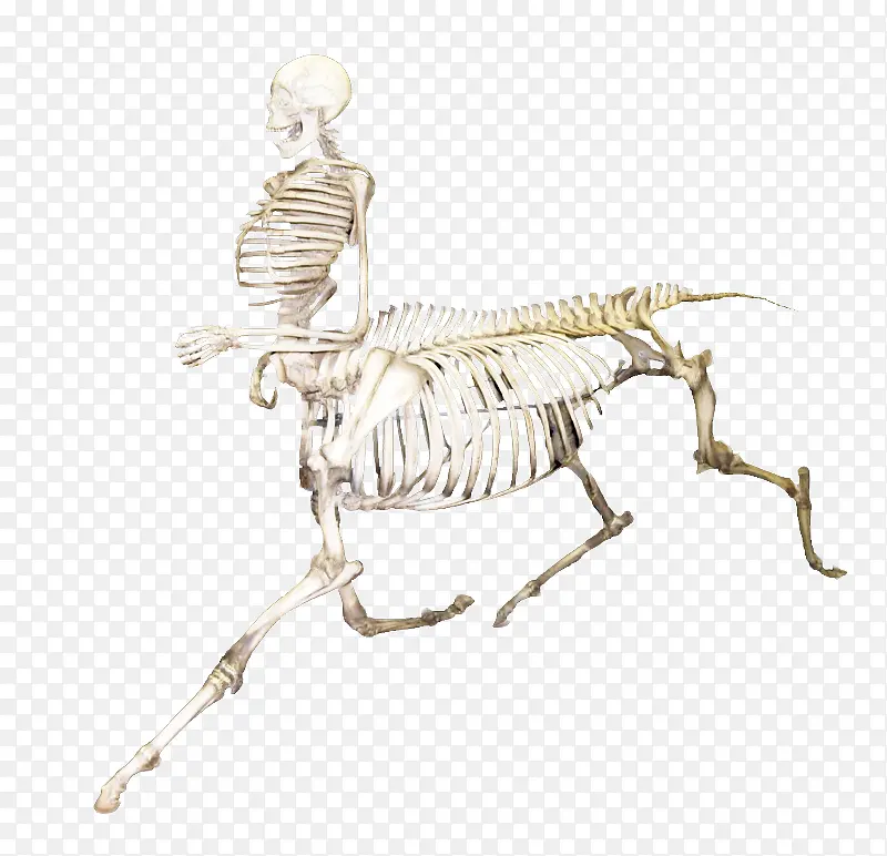 哺乳动物 骨架 关节