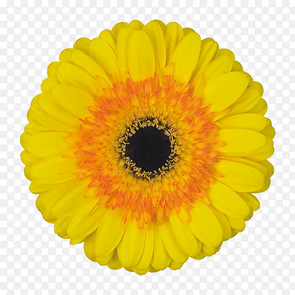 特兰斯瓦尔雏菊 花朵 黄色