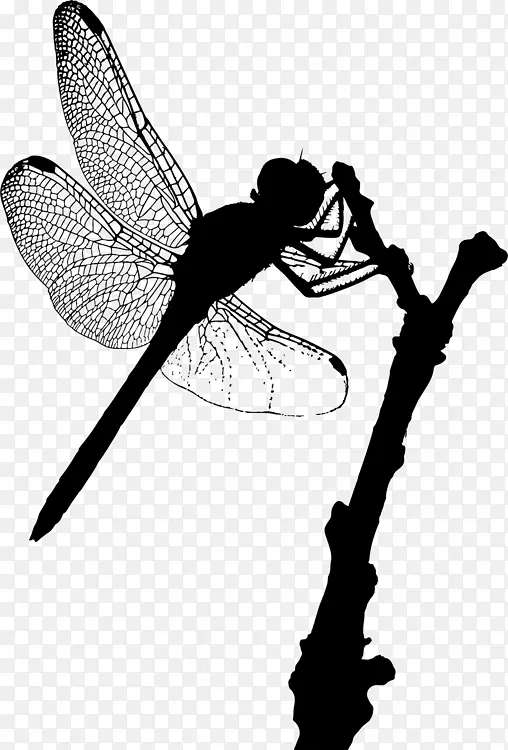 昆虫 蜻蜓 剪影